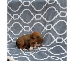 Rehoming Chiweenie Puppies - 2