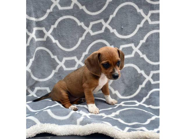 toy chiweenie puppies for sale