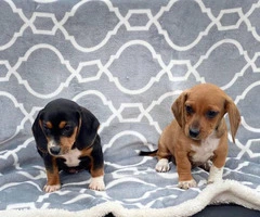 Rehoming Chiweenie Puppies - 5
