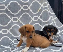 Rehoming Chiweenie Puppies - 6
