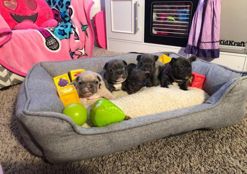 2 beautiful male French bulldog available