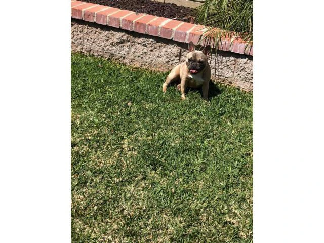 2 Beautiful Male French Bulldog Available In Fullerton, California 