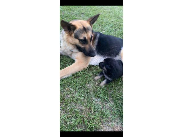 Purebred German Shepherds Houston Puppies For Sale Near Me
