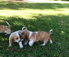 Basset Hound puppies in search of their foster families