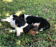Basset Hound puppies in search of their foster families - 2