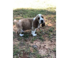 Basset Hound puppies in search of their foster families - 3