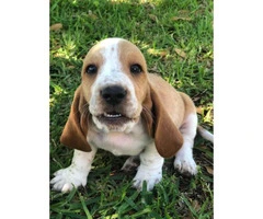 Basset Hound puppies in search of their foster families - 4