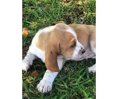 Basset Hound puppies in search of their foster families - 5