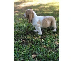 Basset Hound puppies in search of their foster families - 6