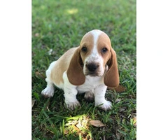 Basset Hound puppies in search of their foster families - 7