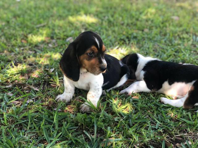 Basset Hound puppies in search of their foster families in ...