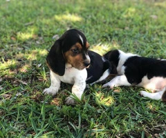 Basset Hound puppies in search of their foster families - 8