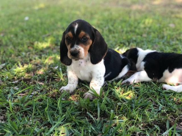 Basset Hound puppies in search of their foster families in ...