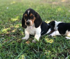 Basset Hound puppies in search of their foster families - 9