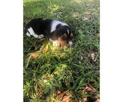 Basset Hound puppies in search of their foster families - 11