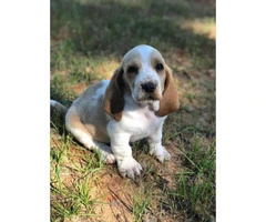 Basset Hound puppies in search of their foster families - 12