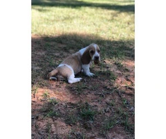 Basset Hound puppies in search of their foster families - 13