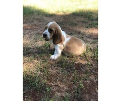 Basset Hound puppies in search of their foster families - 14