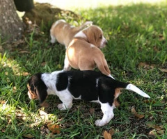 Basset Hound puppies in search of their foster families - 15
