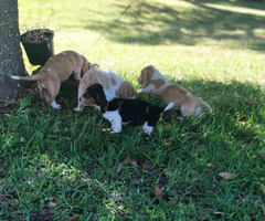 Basset Hound puppies in search of their foster families - 16