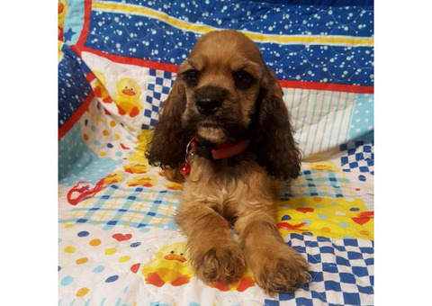 10-week old Sable Cocker Spaniel pup