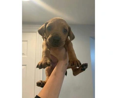 4 female Rhodesian puppies available