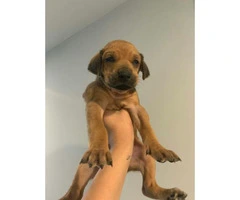 4 female Rhodesian puppies available
