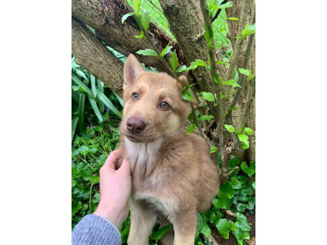 10 weeks old Shepsky puppy looking for new homes in ...