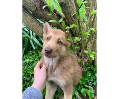 10 weeks old Shepsky puppy looking for new homes