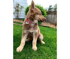 10 weeks old Shepsky puppy looking for new homes - 2