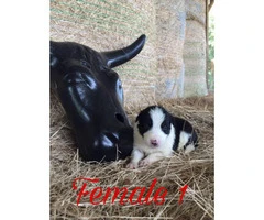 Black and White Border Collie puppies up for Adoption