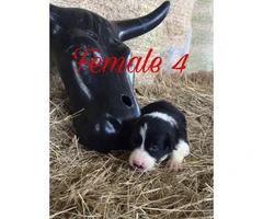 Black and White Border Collie puppies up for Adoption - 2