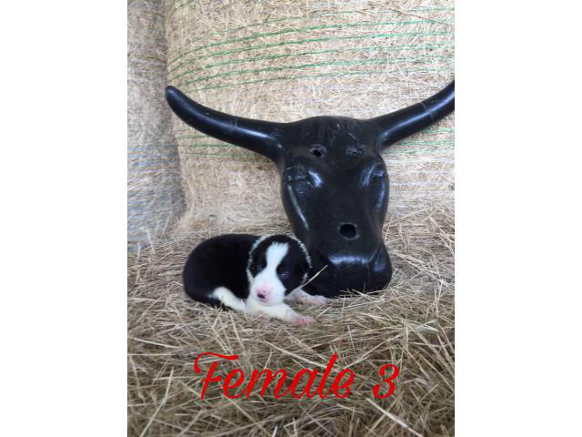 Black and White Border Collie puppies up for Adoption in Miami, Florida