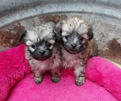 2 Shichon Teddy Bear Puppies rehoming