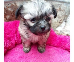 2 Shichon Teddy Bear Puppies rehoming