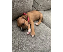 Boxer puppy need new home