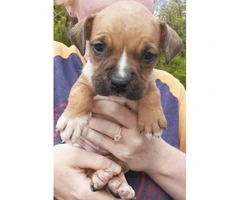 Boxer puppy need new home - 2