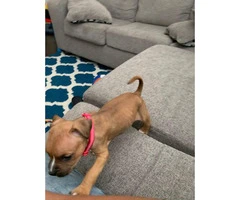 Boxer puppy need new home - 3