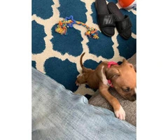 Boxer puppy need new home - 4