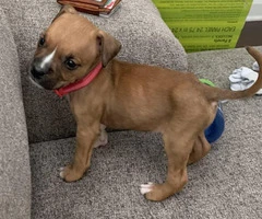 Boxer puppy need new home - 5