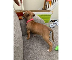 Boxer puppy need new home - 6