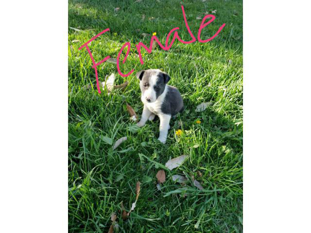 Five Border collie puppies are ready to go in Twin Falls, Idaho - Puppies for Sale Near Me
