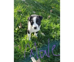 Five Border collie puppies are ready to go - 2