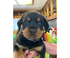 4 females 1 male Rottweilers - 2