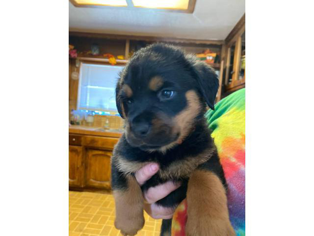 4 females 1 male Rottweilers Stockton - Puppies for Sale Near Me