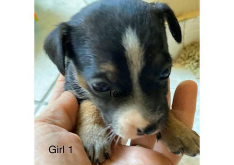Rat-cha puppies 2 girls and 3 boys