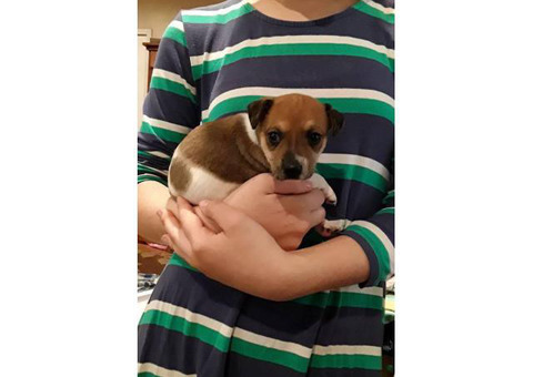 Rat terrier puppies for rehome