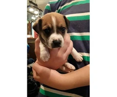 Rat terrier puppies for rehome - 2