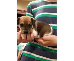 Rat terrier puppies for rehome - 3