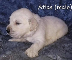 4 AKC Cream Golden Retrievers looking for caring owners